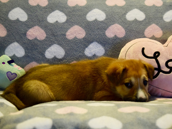 chinook puppy